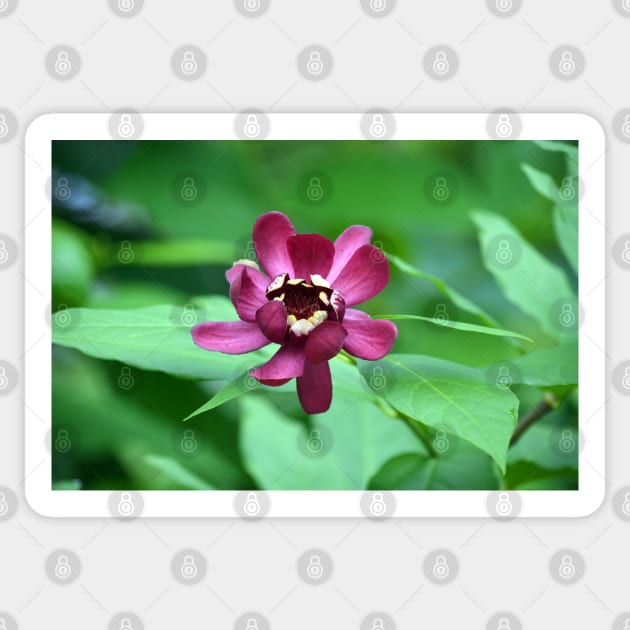 Calycanthus Sticker by Drgnfly4free